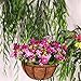 Kingbuy Black Growers Hanging Basket Planter with Chain Flower Plant Pot Home Garden Balcony Decoration-10inch (set of 2) …