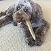 ONE (1) Extra Large Sized Elk Antler Chew Bone for Large Dogs, 9