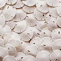 Tumbler Home Certified Small Natural White Sand Dollars 50 Pcs - Wedding - Sea Shell Craft Under 1" - Hand Picked and Professionally Packed