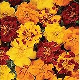 David's Garden Seeds Flower Marigold Durango