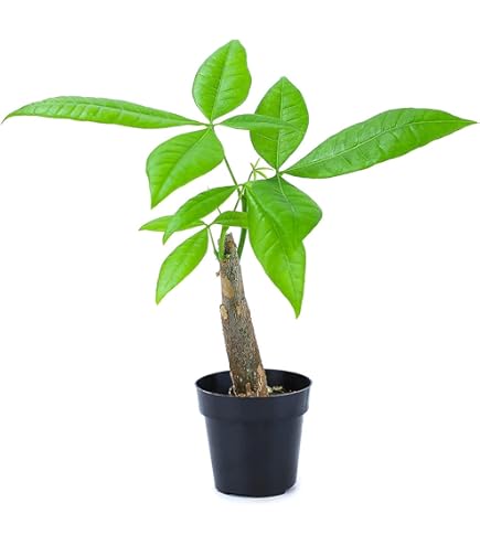 Amazon.com : Dracena Money Tree Plant - Grown and Shipped from Hawaii - Air  Purifying, Low Maintenance, Tropical Exotic House Office Plant Indoor  Outdoor : Patio, Lawn & Garden