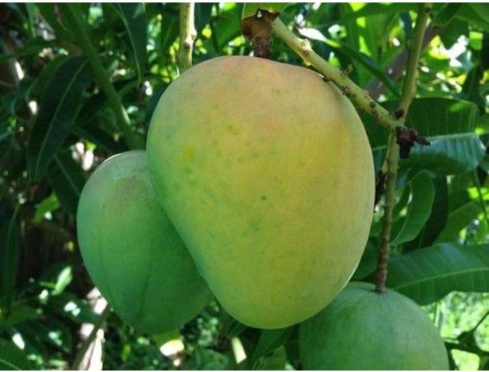 Mango Tree (Alphonso Variety) BSG11