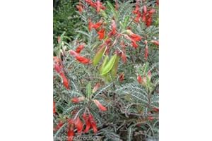 100: Lessertia frutescens, no Sutherlandia Shrub 7 or 100 Seeds, Bush Tumor:Package Contatins Seeds