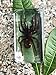 QTMY Biology Science World Collection of Real Insect Specimen Paperweight (Black Moss Spider(Tarantula))