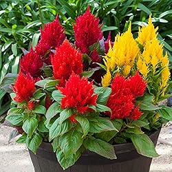 Park Seed Bright Sparks Mix Celosia Seeds, Large