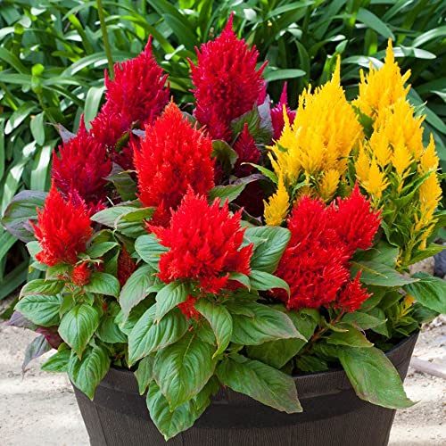 Park Seed Bright Sparks Mix Celosia Seeds, Large