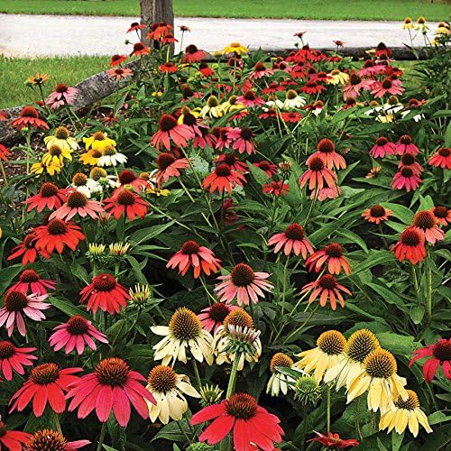 Amazon Com Park Seed Cheyenne Spirit Coneflower Seeds Garden