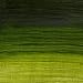 Winsor & Newton Artisan Water Mixable Oil Colour, 1.25-oz (37ml), Permanent Sap Green