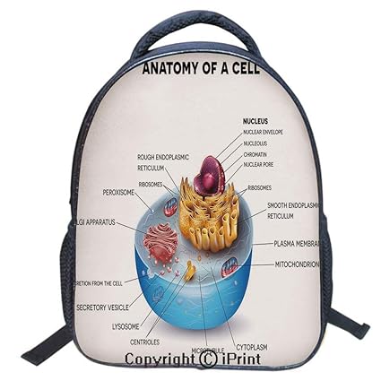 Components of cell illustration