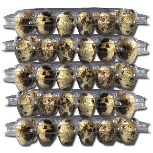 50 Stück Wachteleierschachteln, Eierschachteln PROFI für 24 Wachteleier aus OPS – Bild 7
