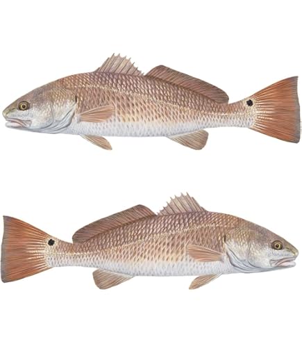 Saltwater Fishing Decals & Vinyl Stickers | Boats Trucks Kayaks and Brand