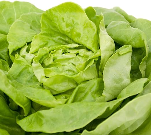 Lechuga Butterhead