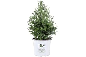 2g Proven Winners Cedar Rapids Cypress Shrub