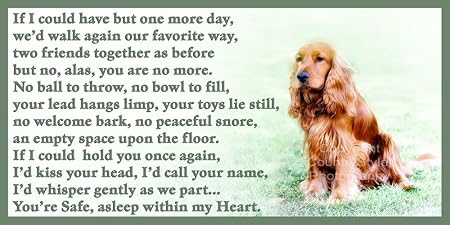 cocker spaniel snoring