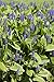 Van Zyverden Pond Marginal Pontederia, Blue