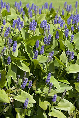 Van Zyverden Pond Marginal Pontederia, Blue Van Zyverden Pond Marginal Pontederia, Blue