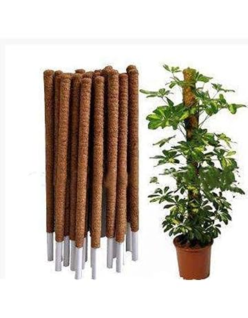 Amazon.es: Soportes para plantas: Jardín