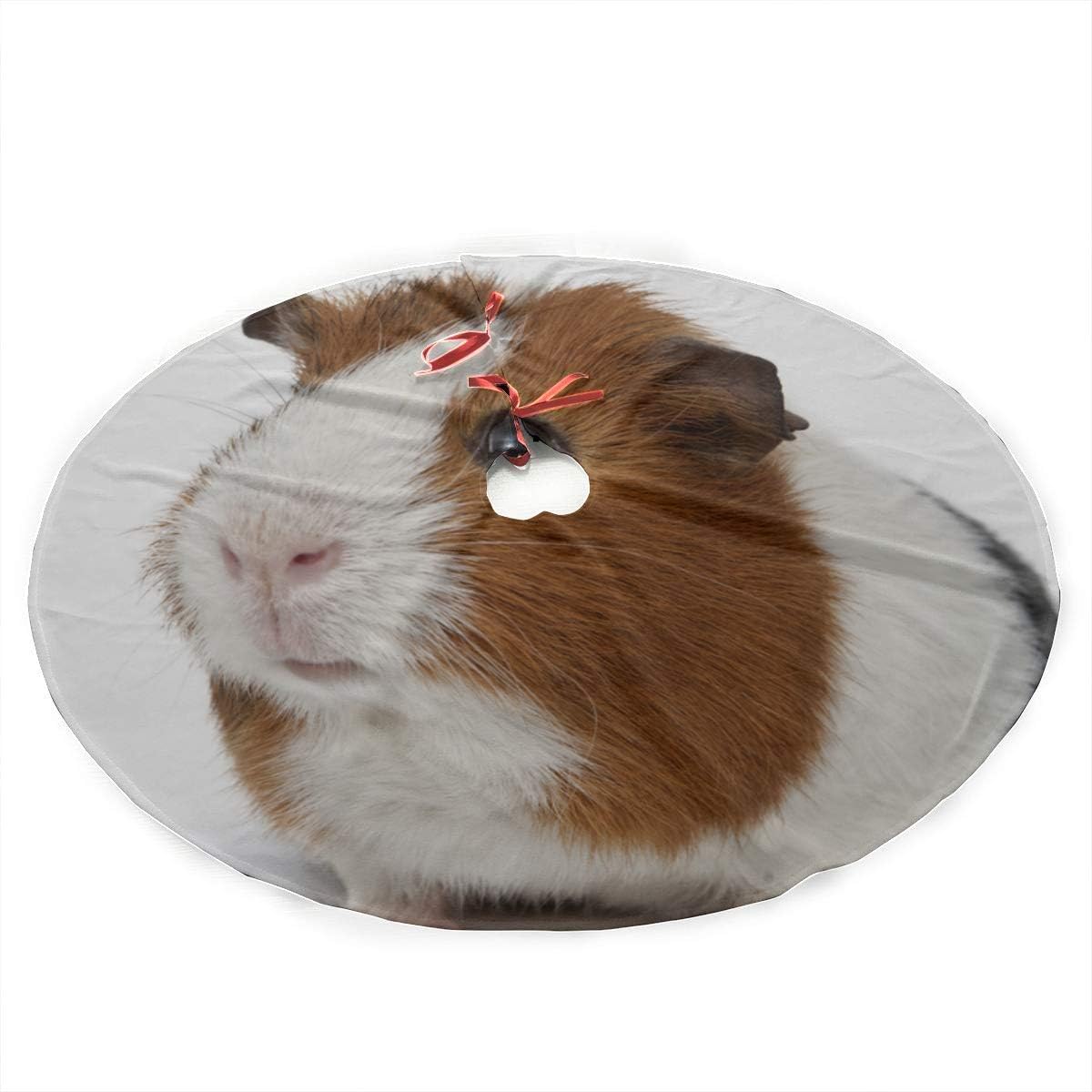 guinea pig family tree