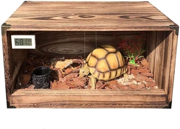 tortoise set up pets at home