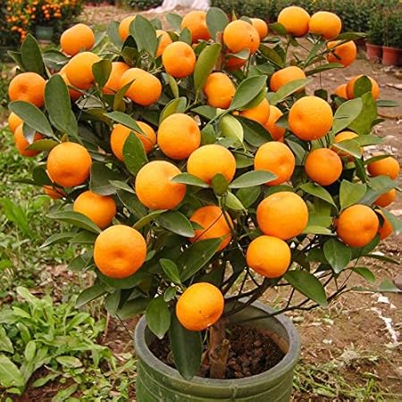 Creative Farmer Orange Tree Fruit Seeds Fruit Seed For Terrace Garden Fruit Seeds Garden Pack