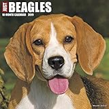 Just Beagles 2019 Wall Calendar (Dog Breed Calendar) by