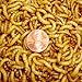2000ct Live Mealworms, Pet Food for Reptile, Birds, and Fish