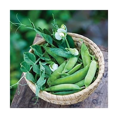 coffee plant from seed Dwarf Coffee Plant Seeds (Coffea arabica nana) main image 1