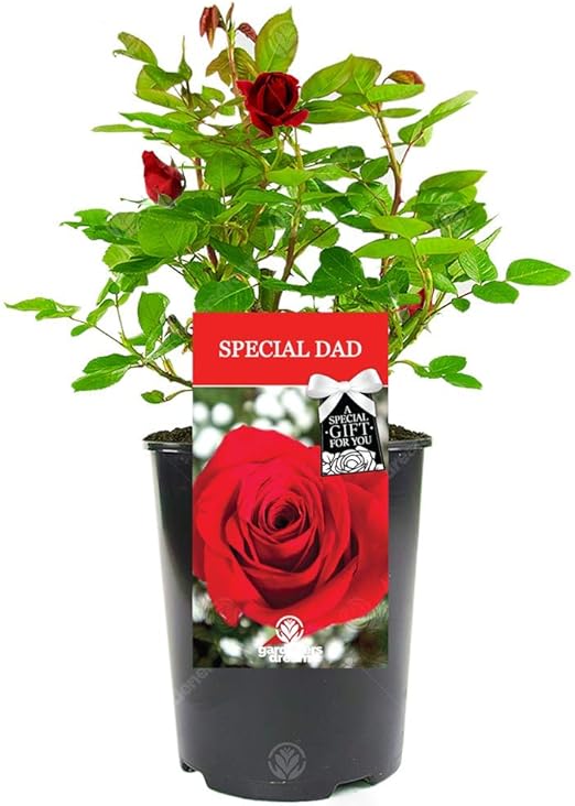 remembrance rose for dad