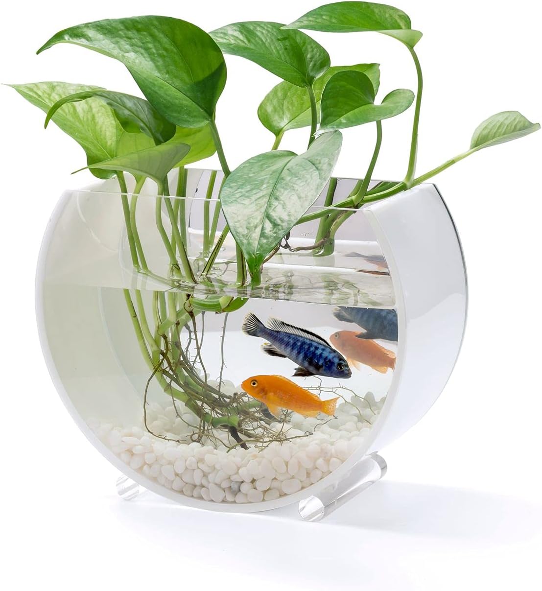 hanging fish tank