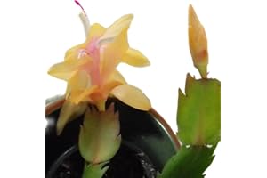 SUCCULENT ADDICTION 2" Yellow Christmas Cactus Live Plant. (Yellow)