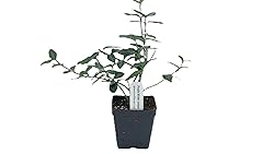 Greenwood Nursery: Live Ground-Cover Plants
