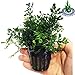 Bolbitis Difformis Baby Leaf Fern Potted Live Aquarium Plants for Freshwater Fish Tank by Greenpro