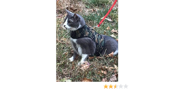 kitty holster amazon