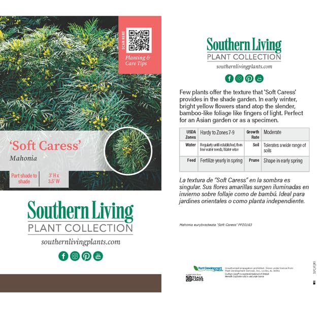 Southern Living Soft Caress Mahonia Shrub, 1-Gallon