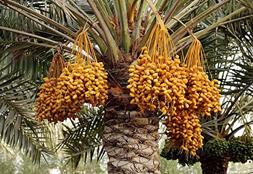 Modern Plants - Arabian Date/Khajoor/Khajur 11 Healthy Natural Seeds