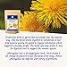Isha Herbal Weight Loss Tea - Purify and Cleanse Body, Boost Immunity and Detox Naturally, Organic Ayurvedic Recipe with Dandelion Root, Astragalus, Echinacea, 6 Ounce Re-sealable Pouch