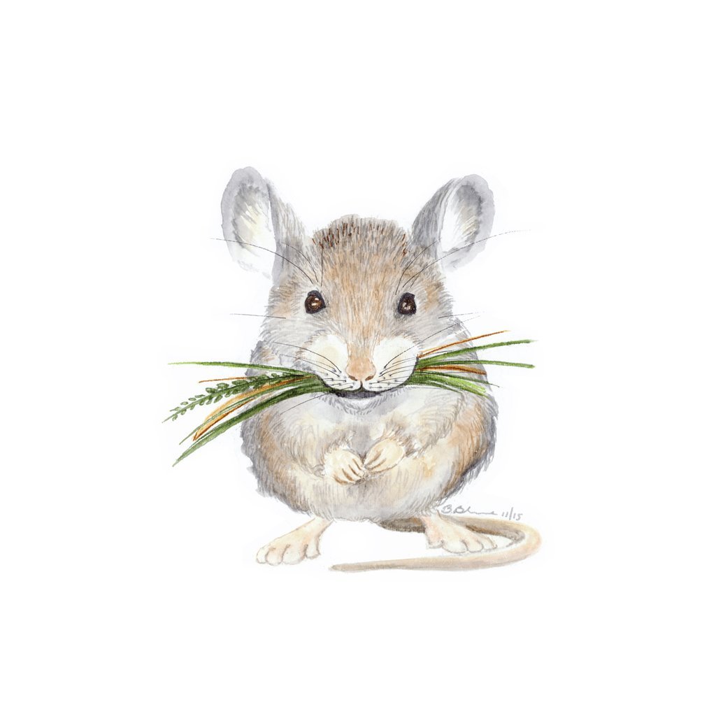 Amazon Com Baby Mouse Watercolor Nursery Wall Art Decor Available In Various Sizes Woodland Nursery Art Handmade Amazon Com Baby Mouse Watercolor Nursery Wall Art Decor Available In Various Sizes Woodland Nursery Art Handmade