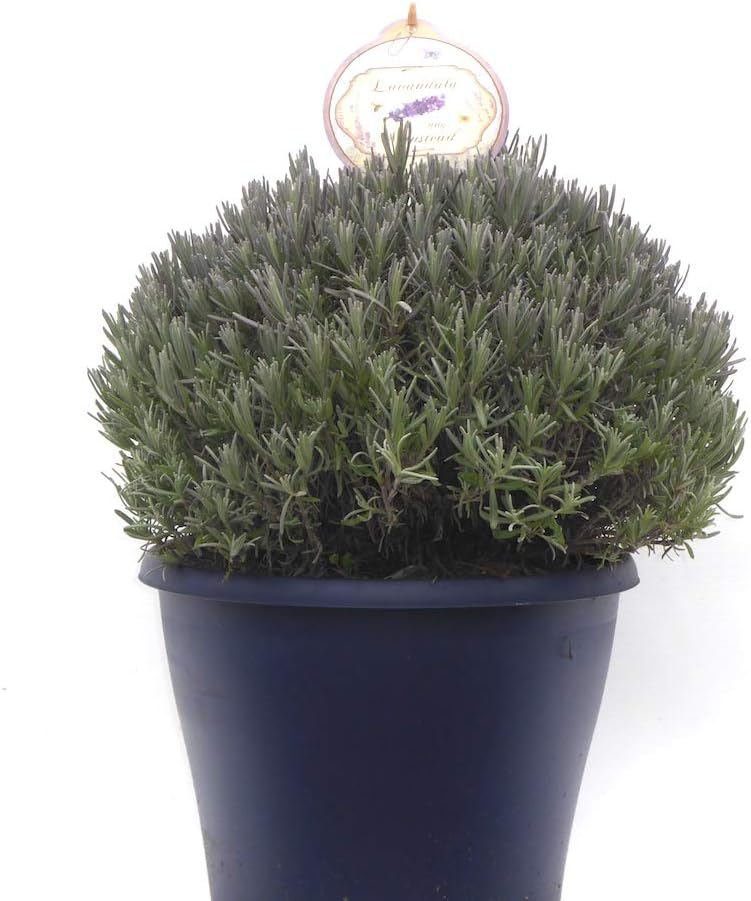 Extra Large English Lavender Plant Lavender Angustifolia 'Munstead' 10