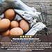 PICKY NEB Dried Mealworms 100% Non-GMO 30 Oz - Mealworms for Birds, Chickens, Ducks - Perfect High-Protein Treats - Whole Large Meal Worms, Dried for Chickens and Bluebird Food Bulk