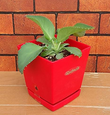 Amazon そのまま飾れる マザーリーフ子宝弁慶草 ハカラメ 5号鉢 受け皿付き 草 Amazon そのまま飾れる マザーリーフ子宝弁慶草 ハカラメ 5号鉢 受け皿付き 草