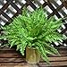 4 Pack Artificial Plants Boston Fern Bush Plant Shrubs,Artificial Boston Fern Plants Greenery Bushes Flower for House Office Garden Indoor Outdoor Decor
