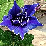 Outsidepride Morning Glory Blue Picotee - 100 Seeds