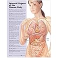 Internal Organs of the Human Body Anatomical Chart 20" X 26" Laminated