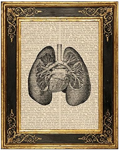 Dreamery Studio, Lungs Medical Illustration #1 Art Print on Upcycled Antique Book Page, 8x10.5