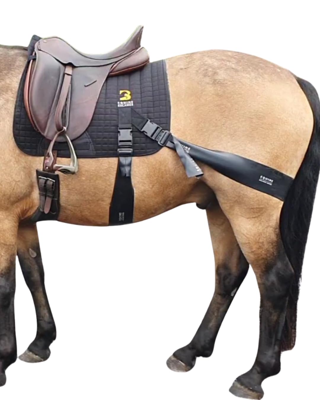 Equine Band System - Equine core conditioning training aid for horses with pro grade physio bands and saddle pad for horses by Equine Balance Bands.