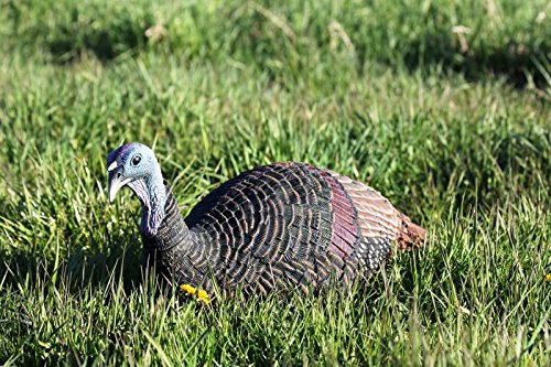 Flambeau Outdoors Shady Baby Turkey Decoy - Upright Hen