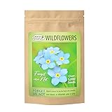 Forget Me Not Flowers (Myosotis sylvatica) - Over