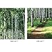 Door Wall Sticker Birch Tree Forest - Self Adhesive Peel & Stick Repositionable Fabric Mural 31