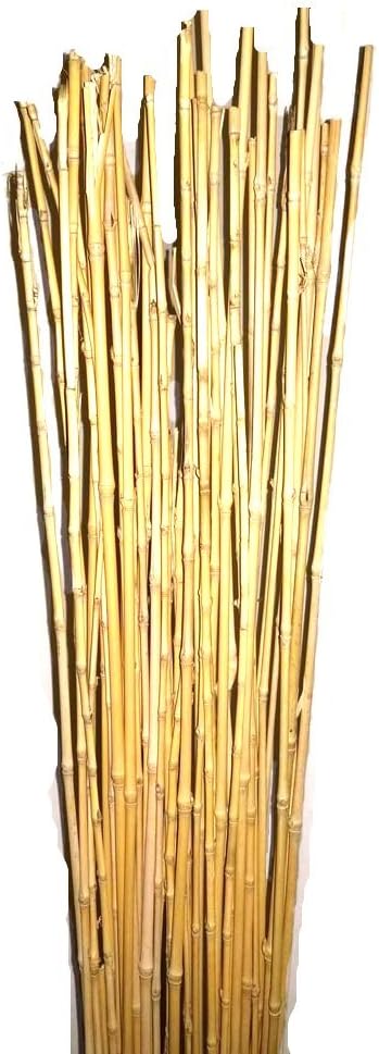 Empire Home Natural Thin Bamboo Stakes Over 5 Feet Tall - Pack of 20 (Natural Yellow)