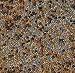 No-Till Cover Crop 13-Seed Mix (1 lb. Bag): [50% Clovers Plus Fenugreek, Vetch, Flax, Cowpeas, Buckwheat, Forage Peas, Millet, Lentils, Crimson Clover, Sweet Yellow, White Clover, Medium Red Clover] primary